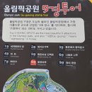 나무아래장미 이미지