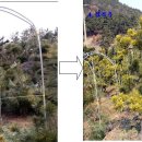황금소나무 이미지