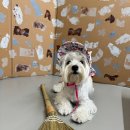 에꼴드펫 이미지