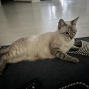 황해청당점 이미지