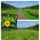 용소폭포 해바라기 네이버블로그
