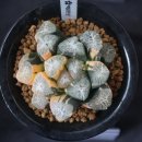 만상