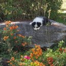 안심사슴농장 이미지