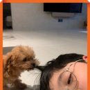 【윤승원 수필동화】 영리한 강아지, 기특한 강아지, 웃음 주는 강아지 이미지