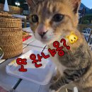 별앤별펜션1 | 성주새들펜션 재방문 (103동)