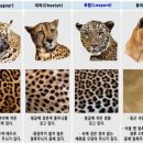 표범 이미지