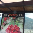 은행나무소공원 - 2517 | 은행나무소공원