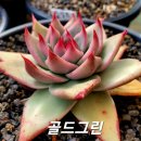 골드그린