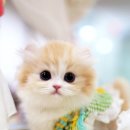 캣프렌즈 이미지