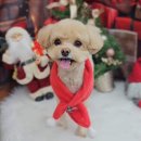 가치있개 이미지