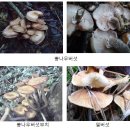 보편적으로 식용되고 있는 야생버섯 종류 이미지