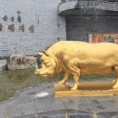 황금돼지 Daum카페