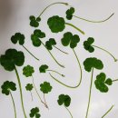 행운클로버 이미지