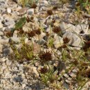 동산(중방) 이미지