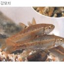 민물나라 이미지