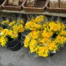 화원시장 이미지