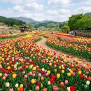 상남생활체육공원 체육관 | 알록달록 봄꽃 튤립! AI가 알려주는 전국 대표 명소 가이드