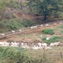 명인목장 이미지