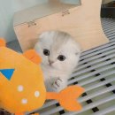 천안고양이 분양 퍼스트캣 본점 | [고양이분양리뷰] 천안고양이분양 퍼스트캣 본점, 믿을 수 있는 공주랙돌분양