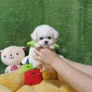 광주강아지분양 고양이분양 펫왕국 이미지