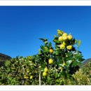 사광농장 이미지