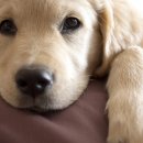 멍이냥이 이미지