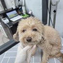 러블리애견미용실 이미지