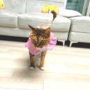 미용하냥 이미지