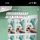 랑숑까까 이미지