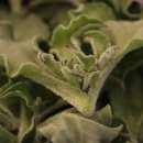 엄마 농장 이미지