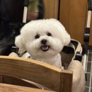 정희애견 이미지