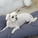 베비돔