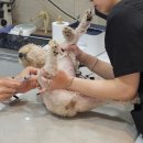 물참 | 강아지 슬개골 수술 후 다리 무릎 물혹 물 참 후기