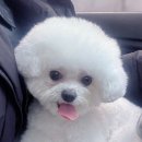 슈슈퍼피 이미지