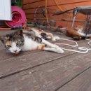 연가리 캠핑펜션 이미지