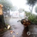 태풍 - 강북구 솔매로 87 | 태풍