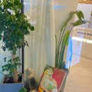 아마벨레
