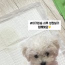 뽀송뽀송 강아지 미용실 이미지