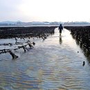 태안바다 이미지