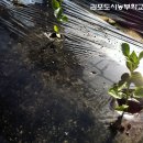 김포농부