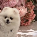 홀곡 | 💍 더파티움 여의도 결혼식 본식 후기 | 강아지 화동까지 완벽했던 하루 🐶💕