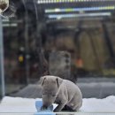 광주캐터리 이미지