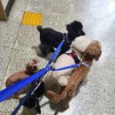 비오케이펫 | 강아지 다섯마리 산책현실🐕‍🦺 2마리줄+3마리줄 도전 실화!