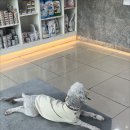 동물병원 여기로 이미지