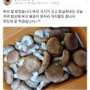 표고버섯 이미지