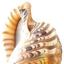 진도대교 민박 이미지