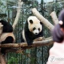 판다 이미지
