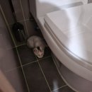 5호화장실(수선화화장실) | 그 고양이는 어디에서 왔는가 (화나있음 주의)