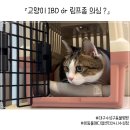 더편한동물병원 | 선홍빛 붉은토 후 병원방문 ㅣ IBD 의심소견 후기 ㅣ 대구수성구동물병원 본동물메디컬센터24시수성점