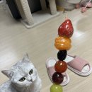 페츠온동물병원 이미지